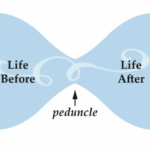 illustration of a sideways hourglass, with "life before" on the left, "peduncle" labeling the pinched point, and "life after" on the right